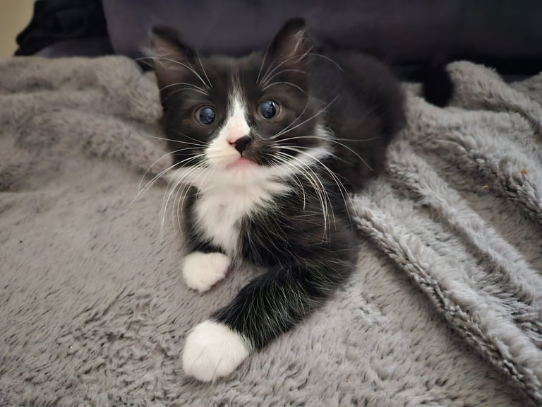 Kitten £100