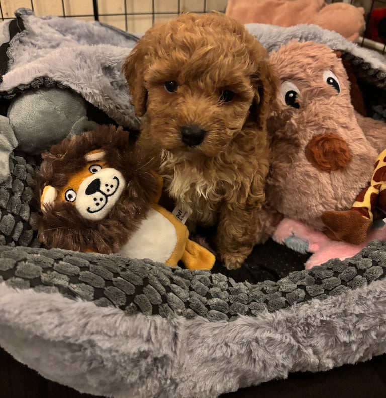 image for Beautiful little Cockapoo girl for sale