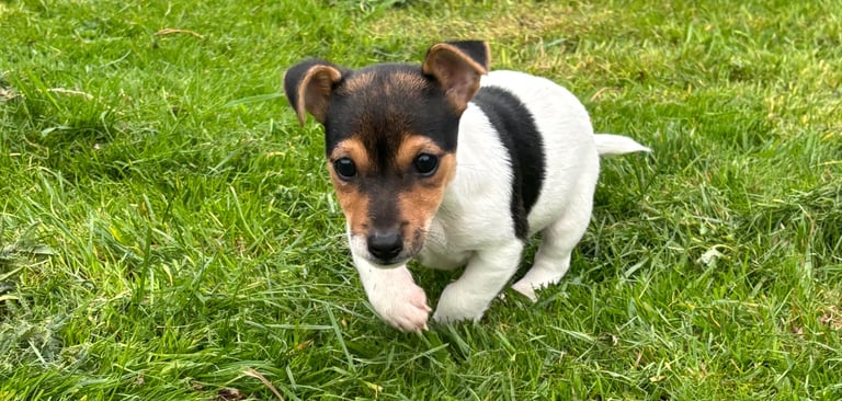 Miniature Jack Russell’s 