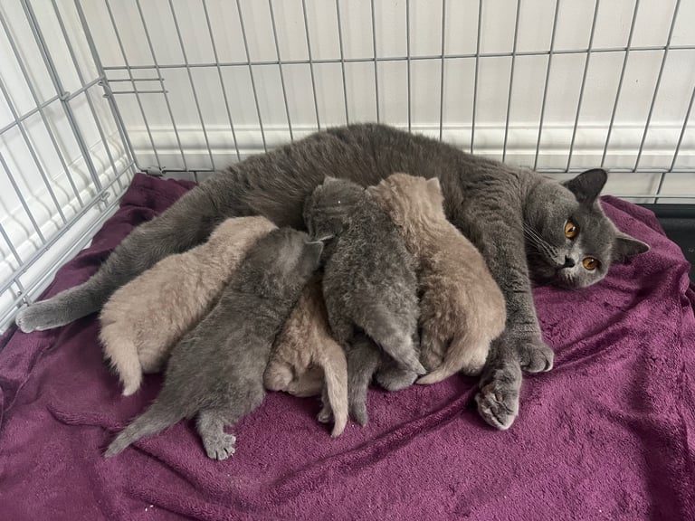  👑 Champion line GCCF British Shorthair girls 👑