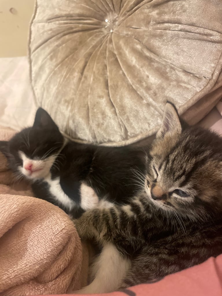 6 kittens for sale