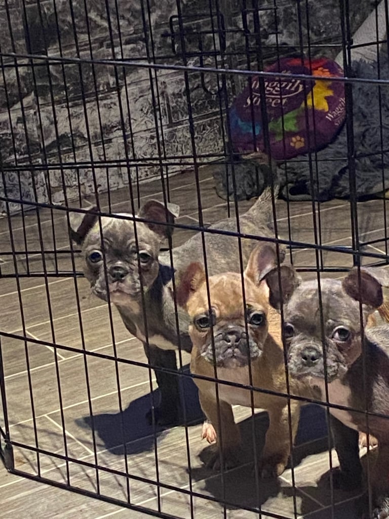 Frenchies  pups for sale. 