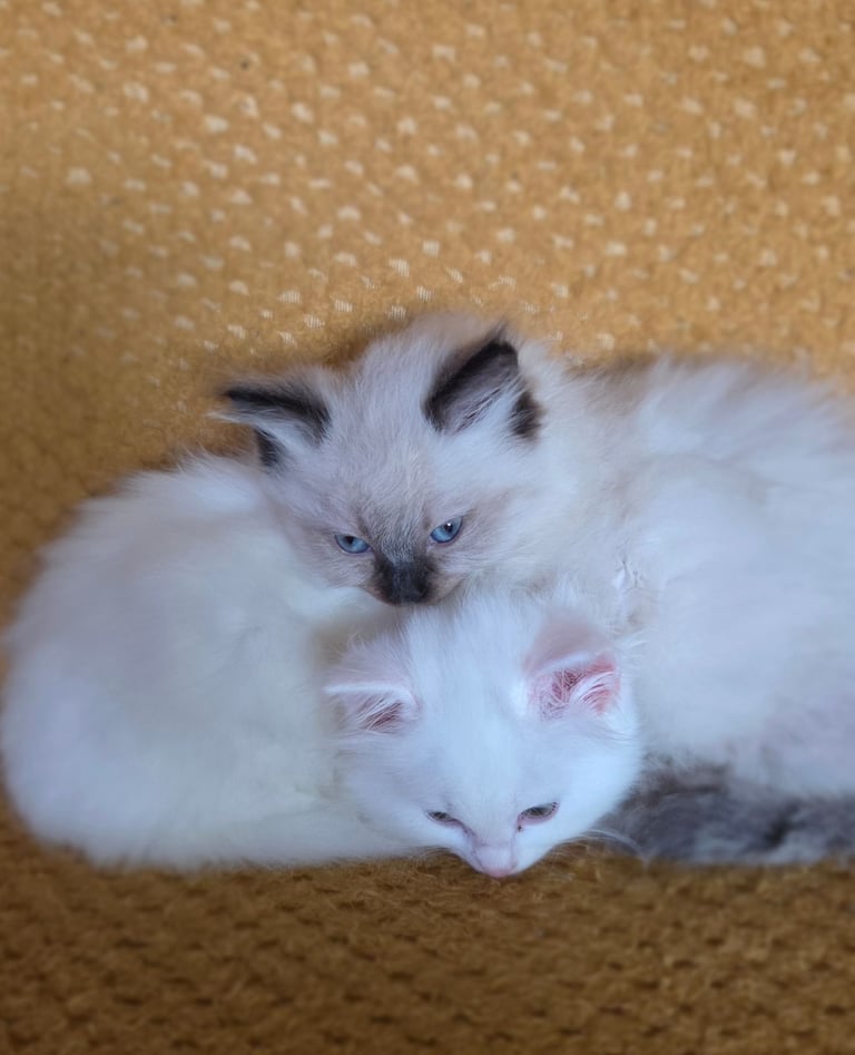 2  kittens Persian X Ragdoll