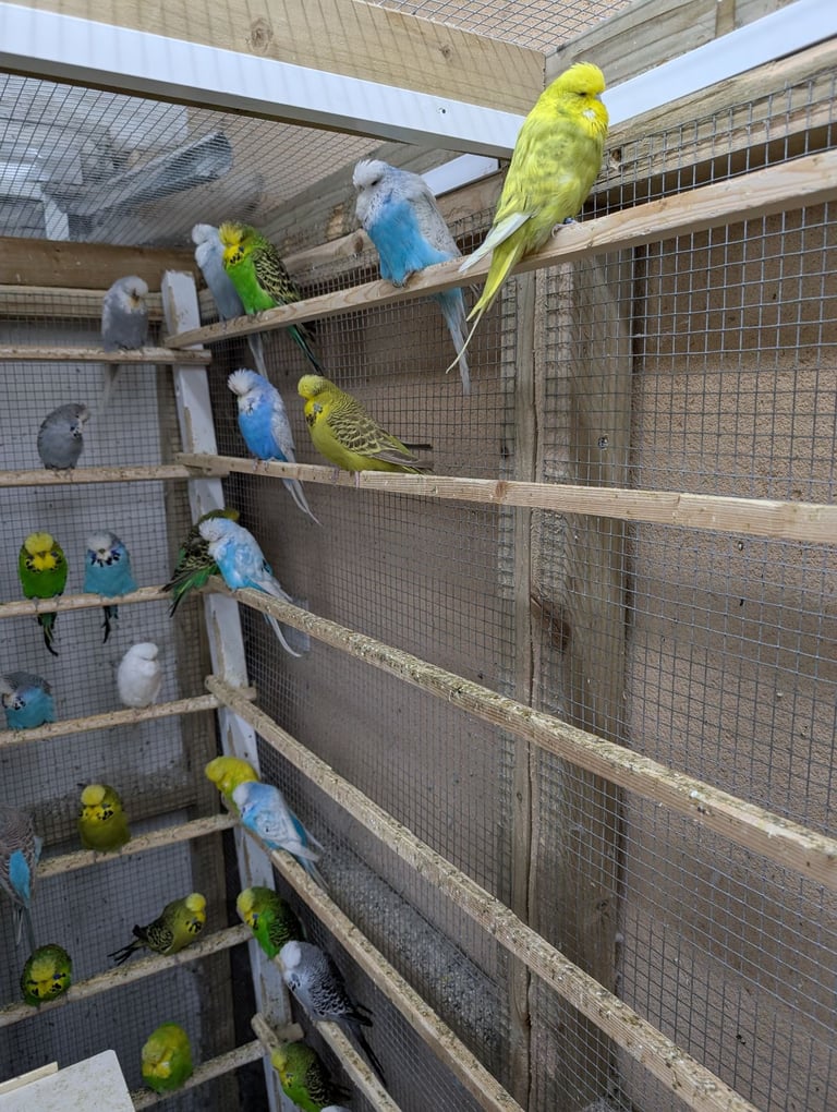 image for Baby Budgies for sale