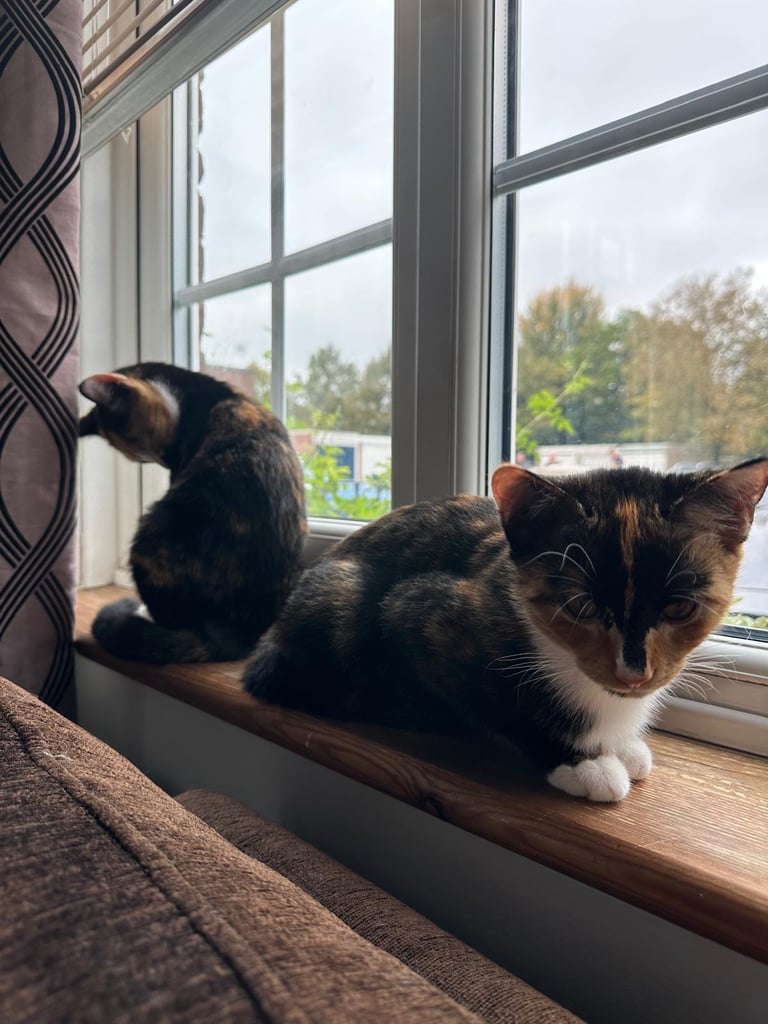 2 kittens for sale 