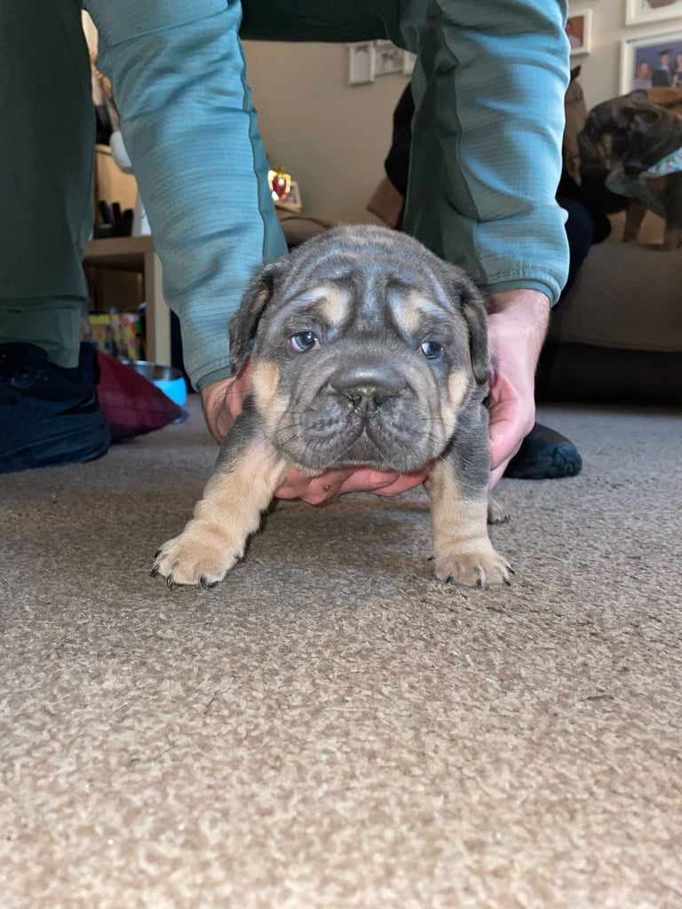 5 ⭐️ French bulldogs carrying fluffy 😍