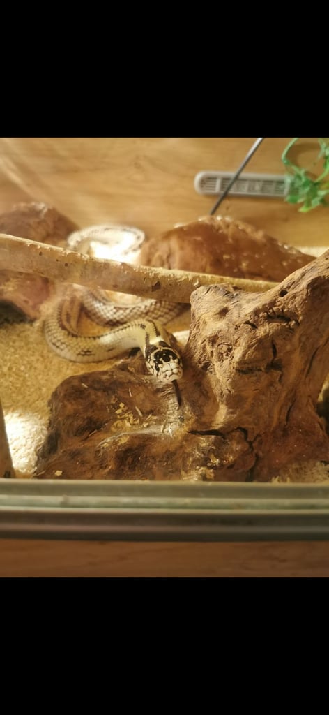 image for California king snake