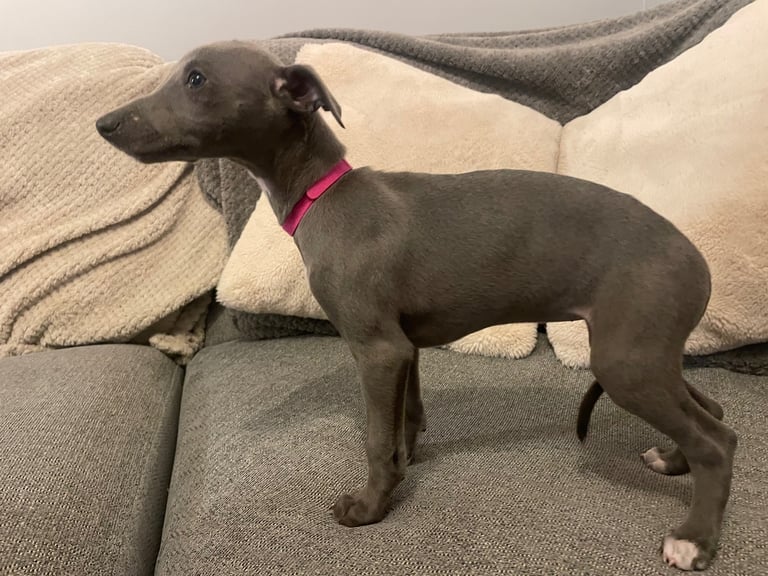 ⭐️⭐️ gorgeous whippet puppies⭐️⭐️
