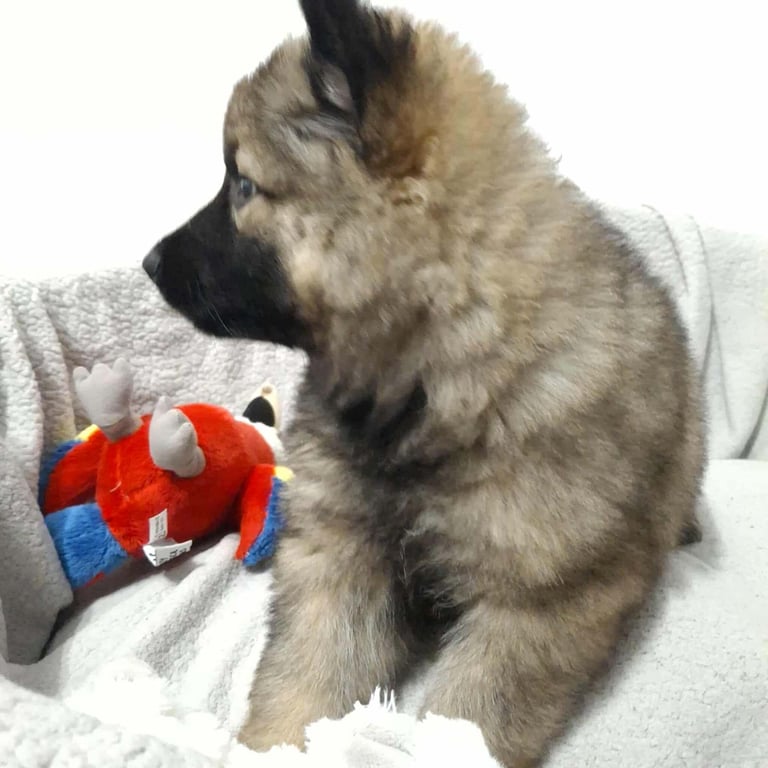 *Ready Now* German Shepherd Pups