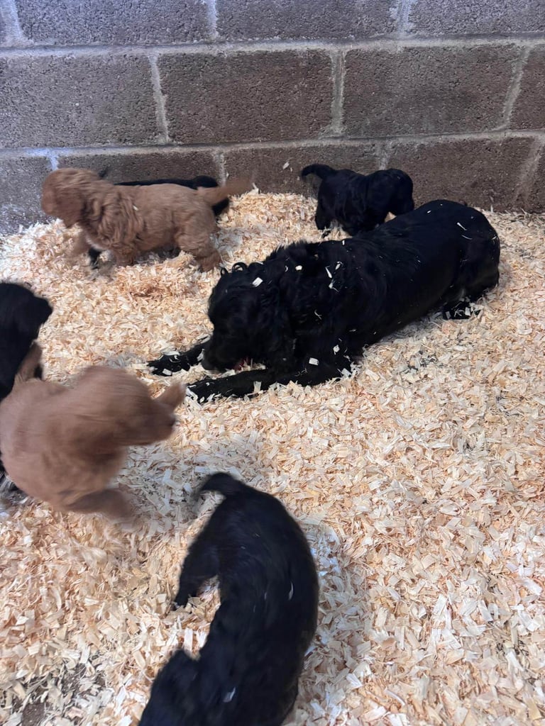 7 Cockapoo puppies