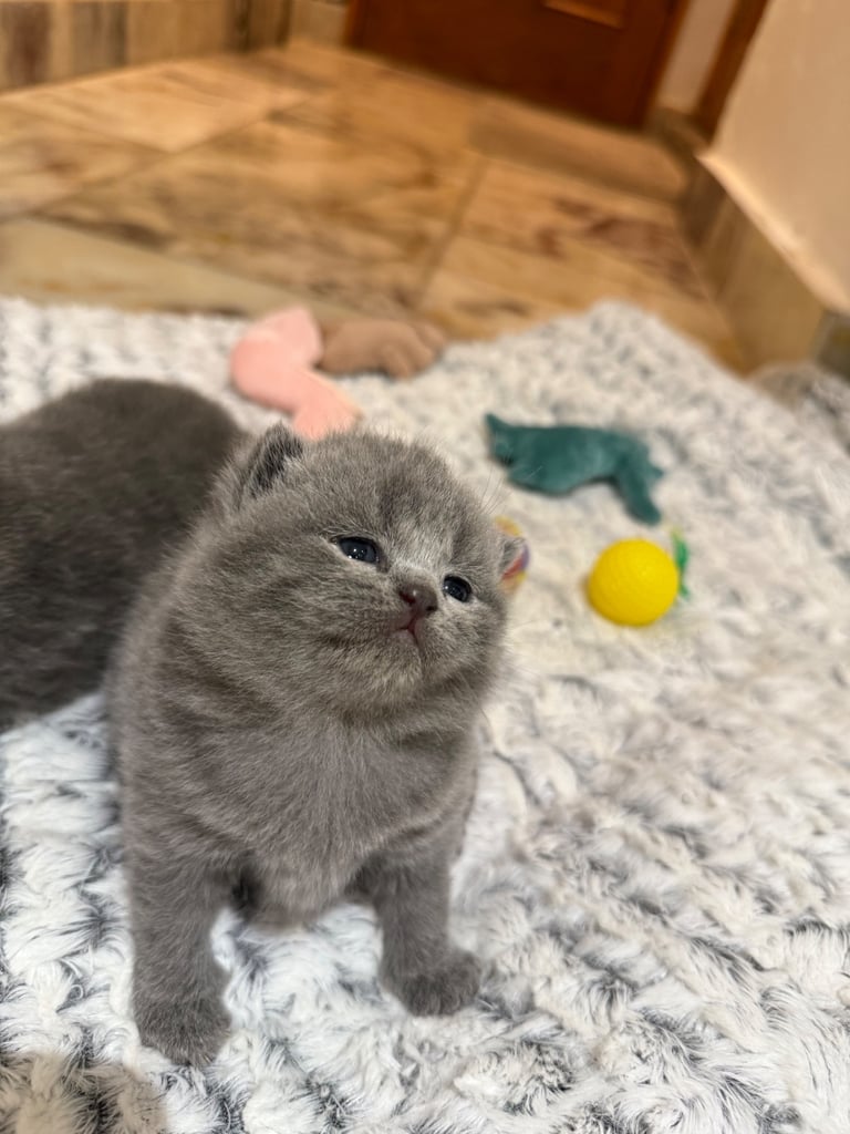 BSH kittens - All SOLD 