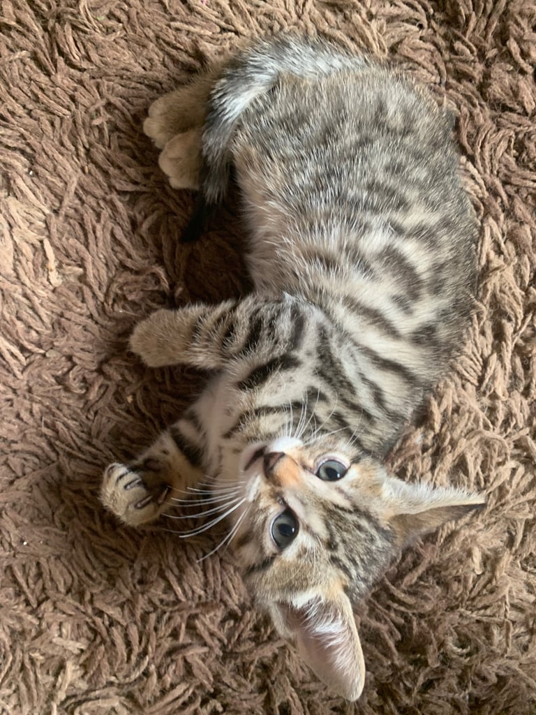 3 beautiful bengal kittens 10 weeks old 