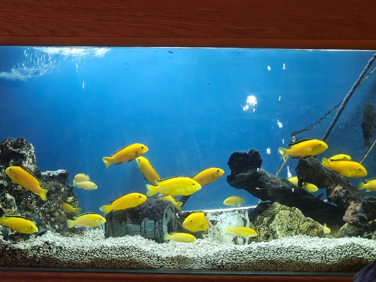 Mature and juvenile fish for sale