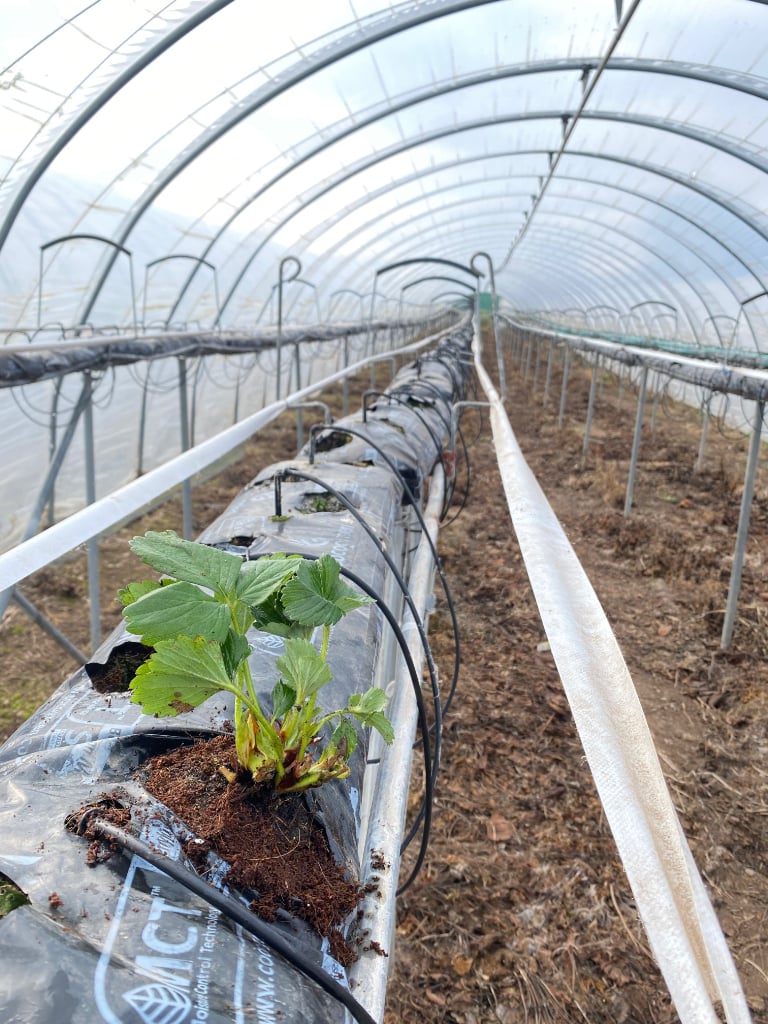 Commercial tabletop fruit stands