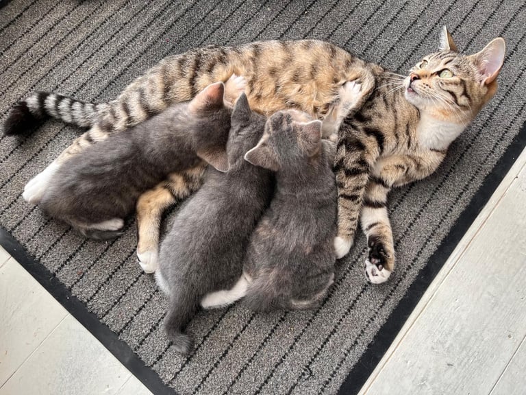 Beautiful kittens, 1 girl left 