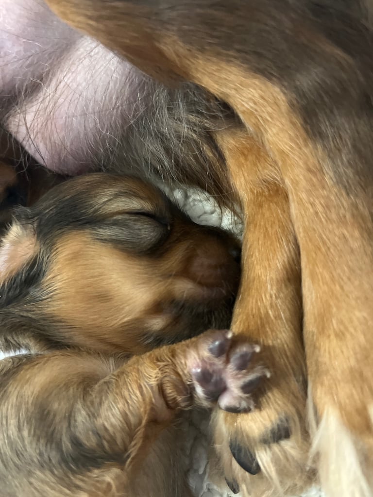 Pedigree family owned miniature longhaired dachshund puppy's in Southampton