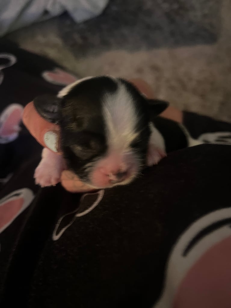 5 beautiful shih tzu puppies 