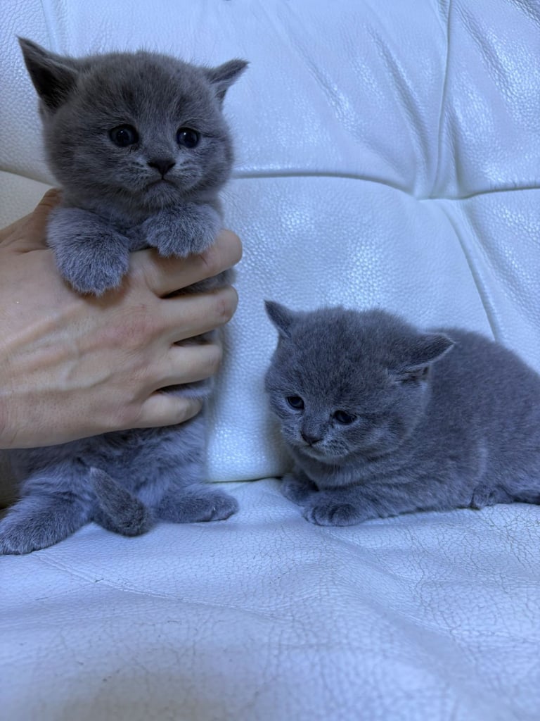 Kitten biritish shorthair 