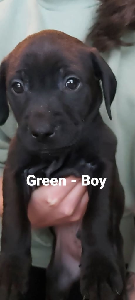 Lab Cross Puppies for Sale