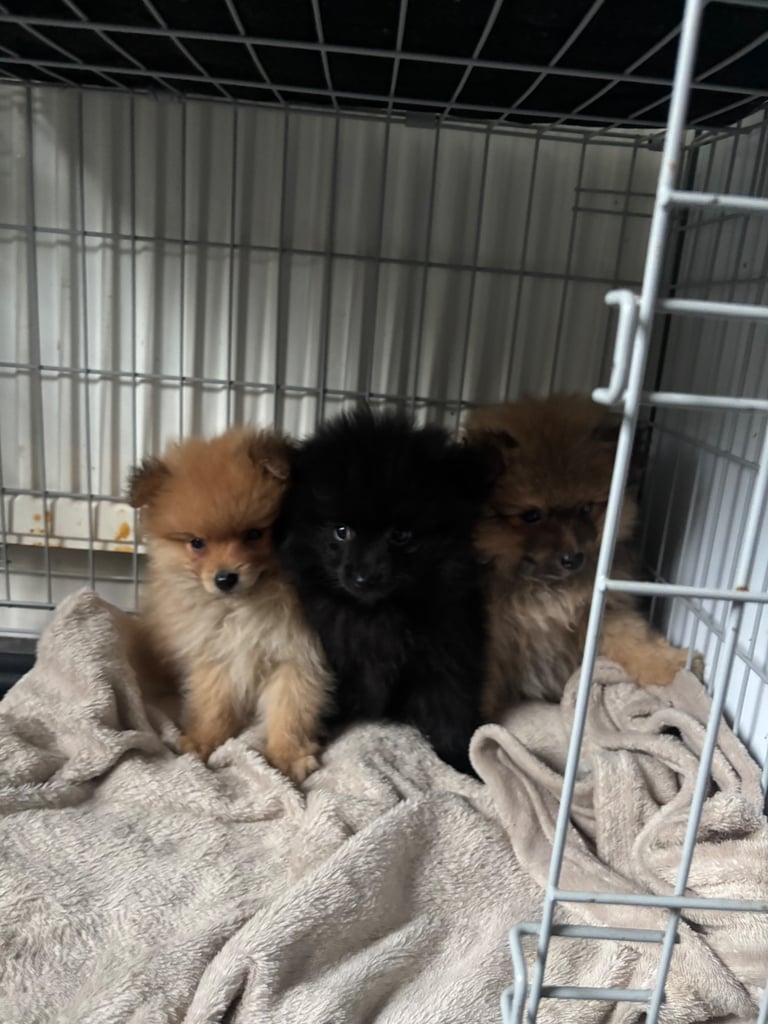 Pomeranian Puppy 
