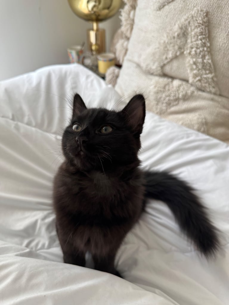 Affectionate, black Siberian-mix  11 months kitten