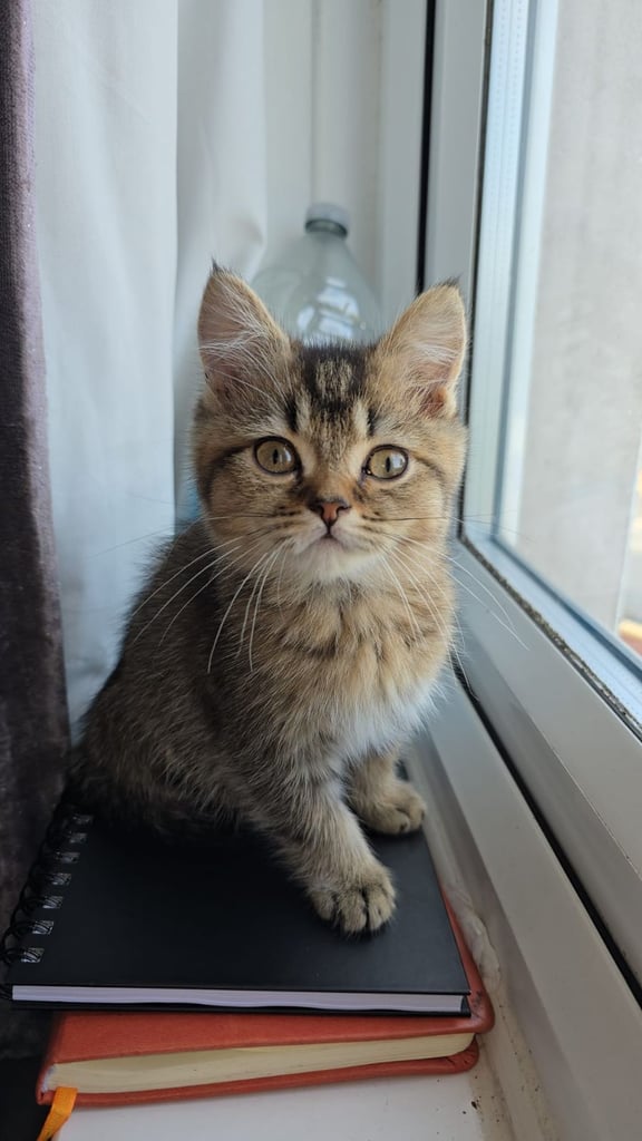 3 Beautiful British shorthair kittens available