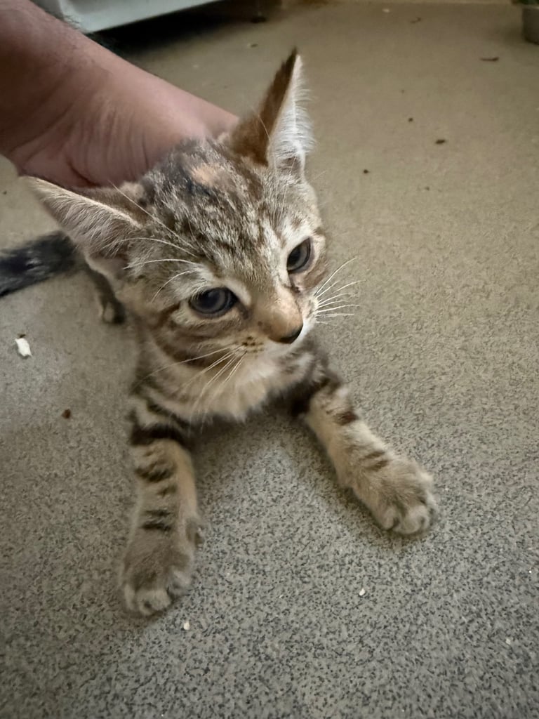 image for Tabby female kitten 8 weeks 