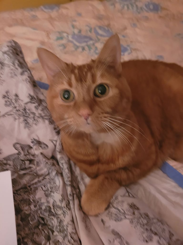 Desperately looking to Replace my baby girl