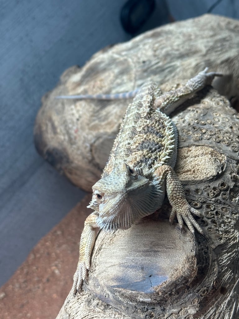 6 month male bearded dragon