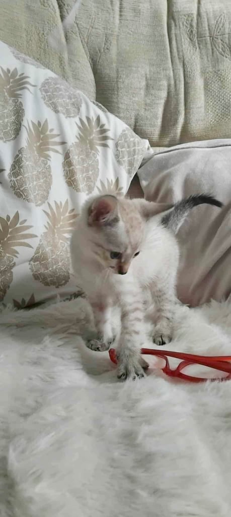 Maine coon cream kittens 