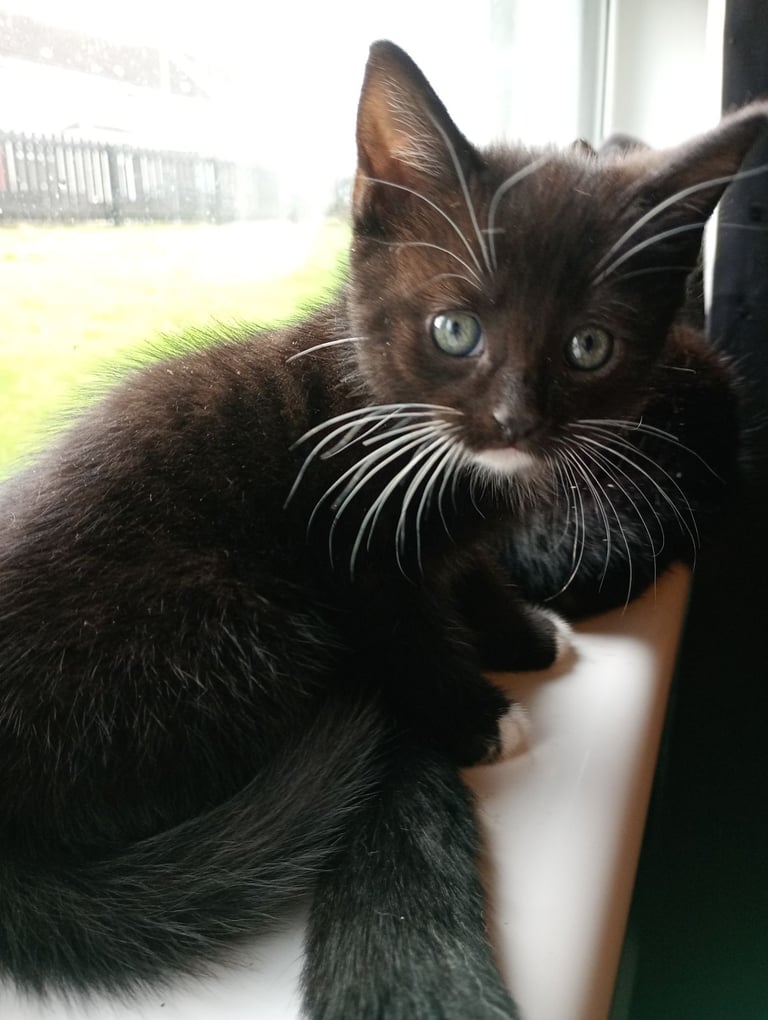 Kittens 