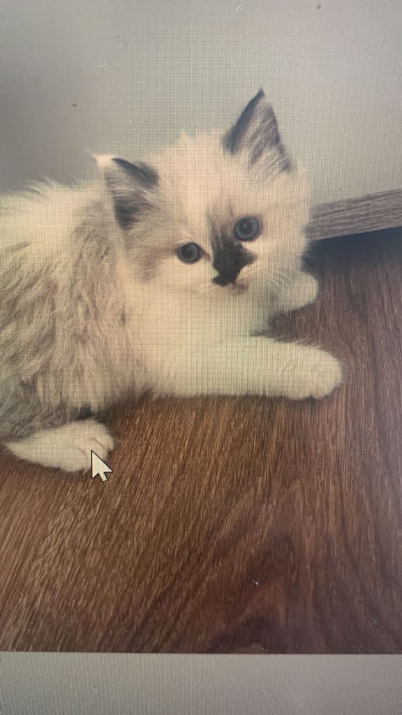 5 gorgeous ragdoll kittens 