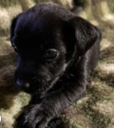 Full Patterdale terrier puppies available now