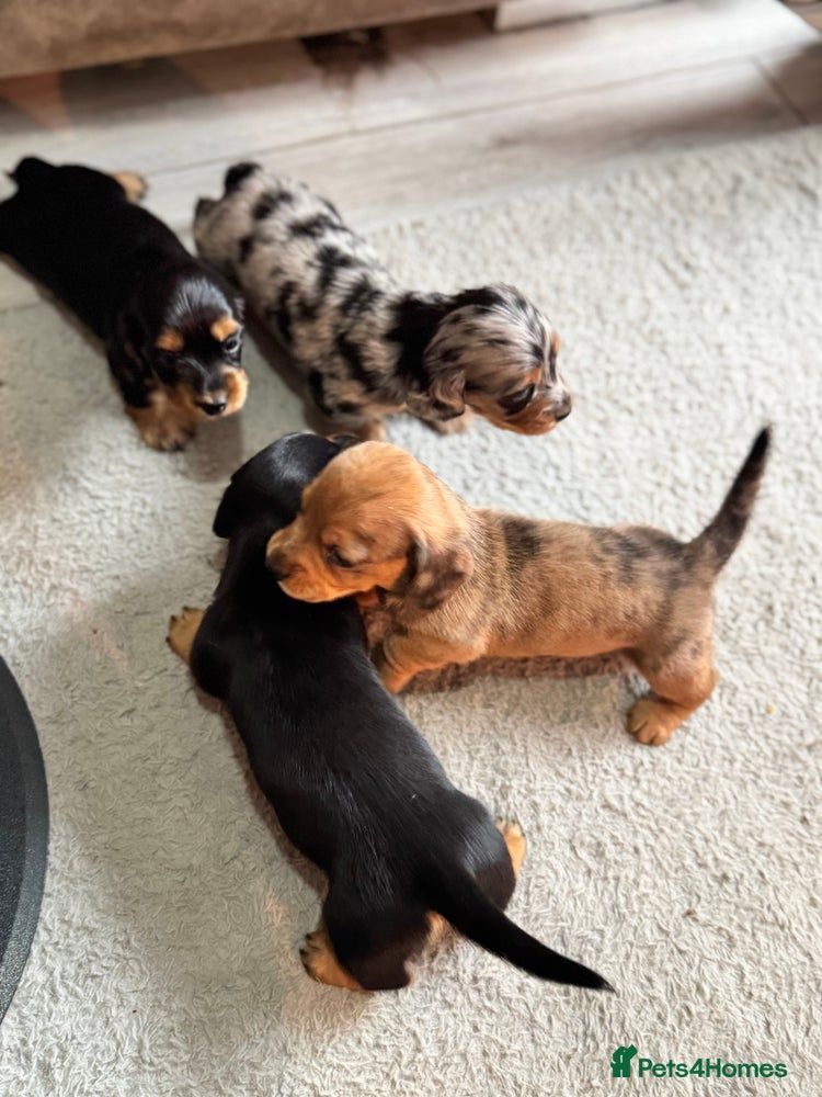 Beautifull Minature Daschunds 