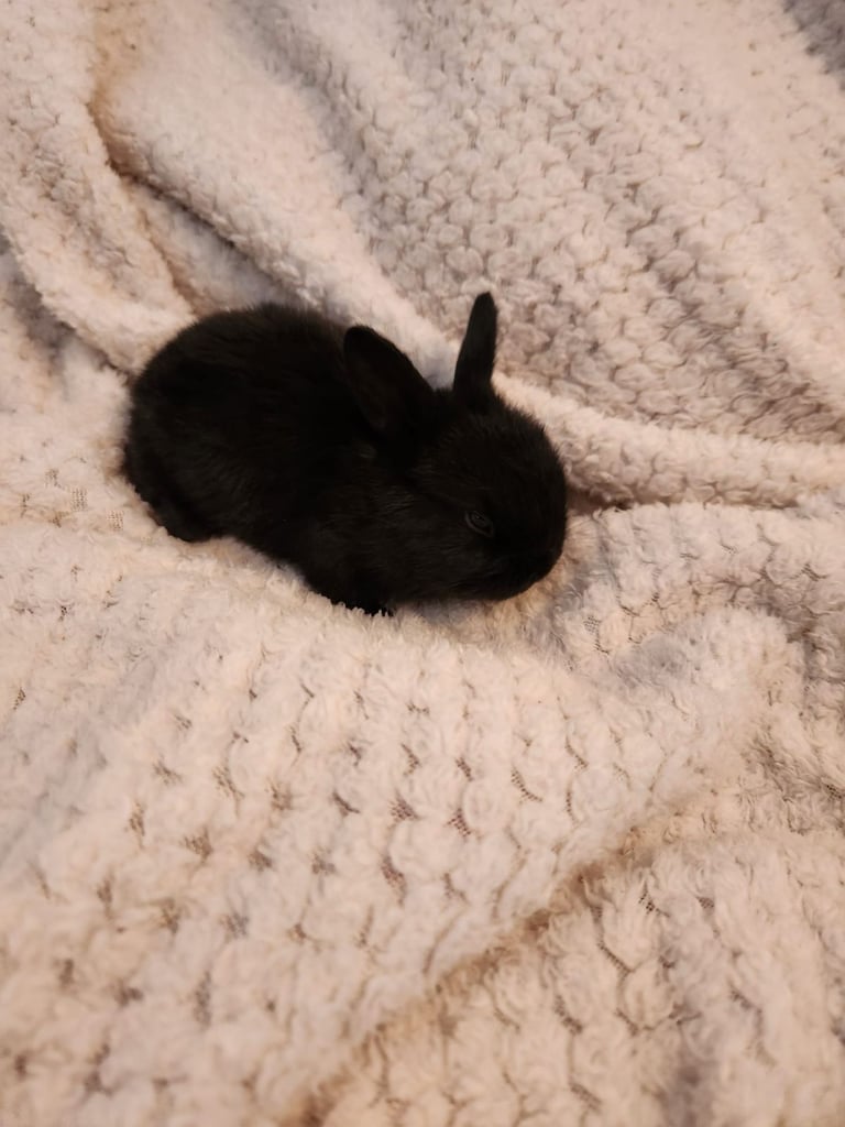 Baby rabbits 