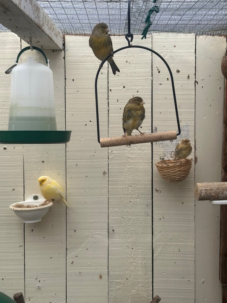 Canary’s for sale