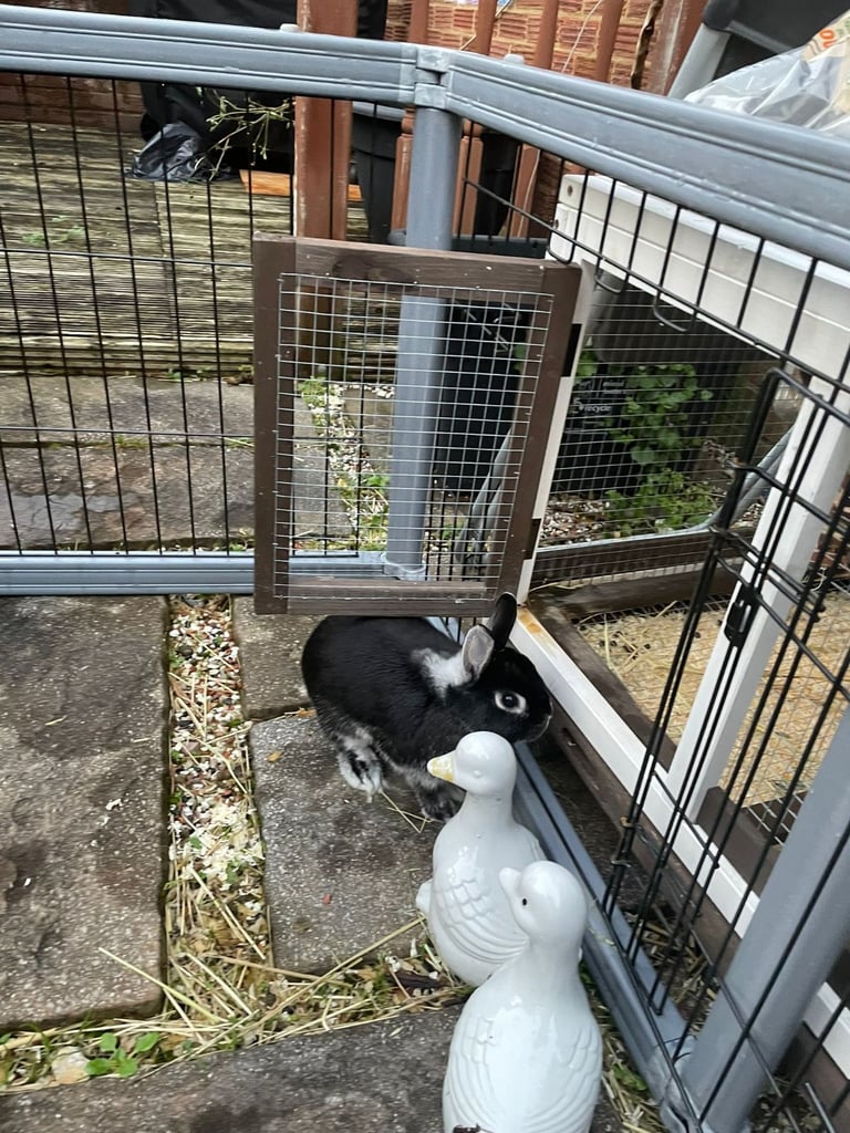 Netherland Dwarf Rabbit, including cage 