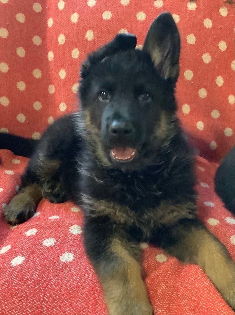 Stunning german Shepard puppies . Ready to leave now 8 weeks old 