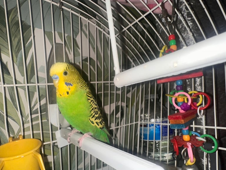 image for Lovely bird 