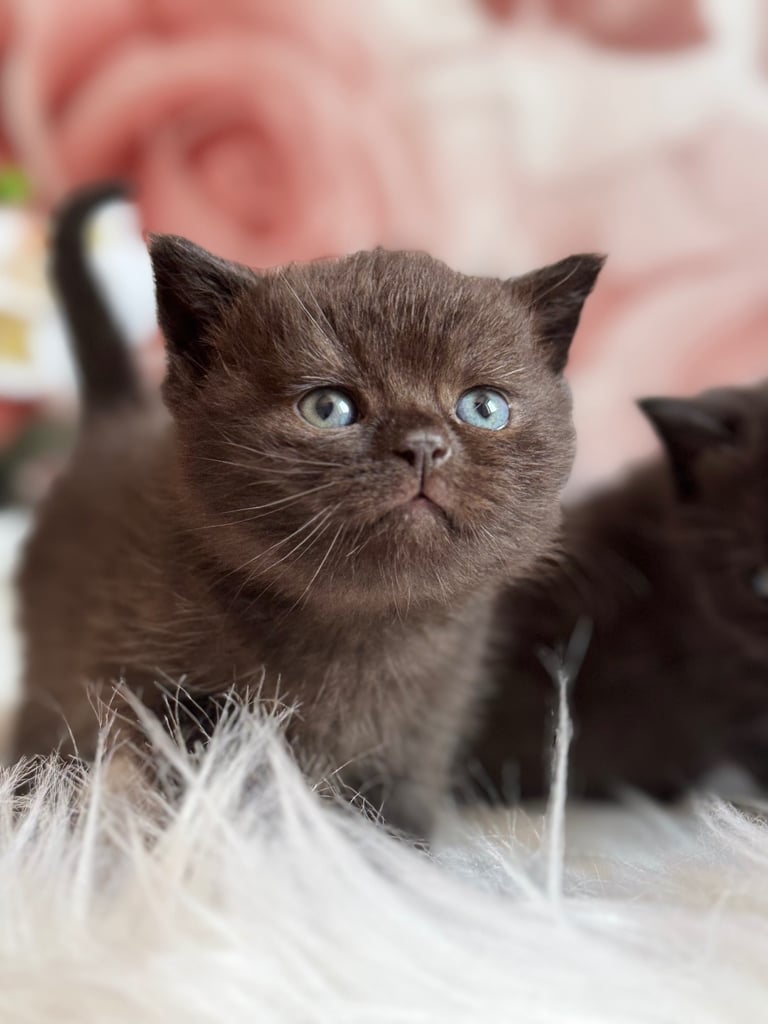 British shorthair kittens 