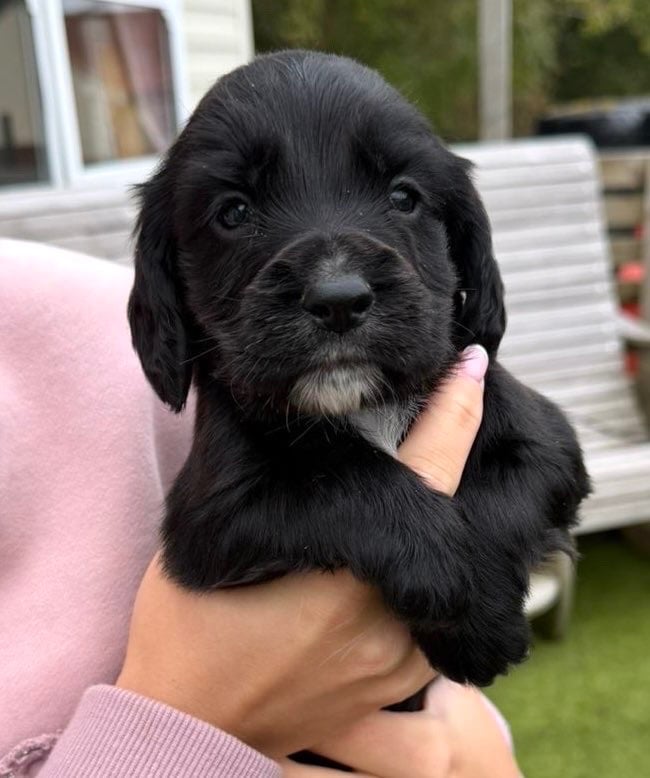 Cocker spaniel puppies 