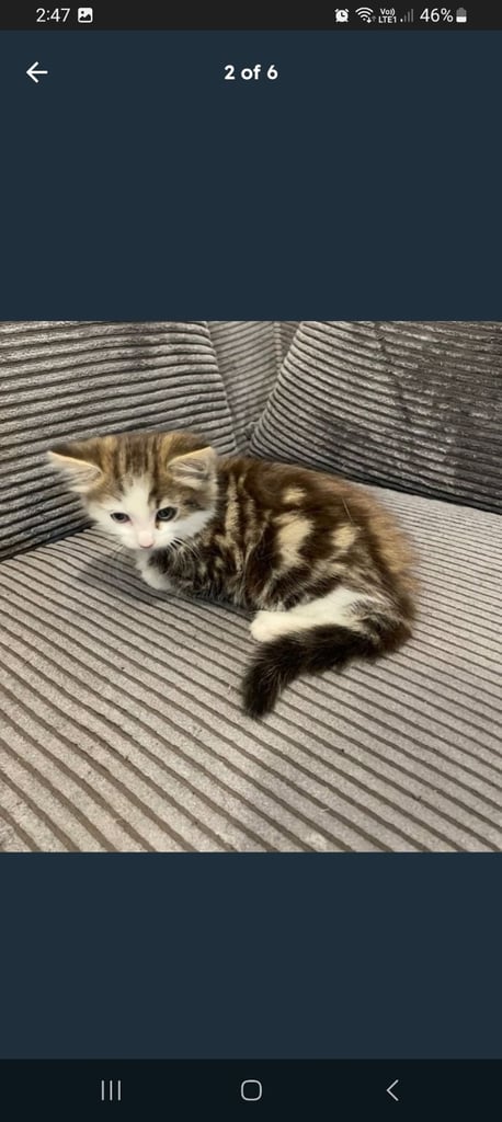 Kitten 