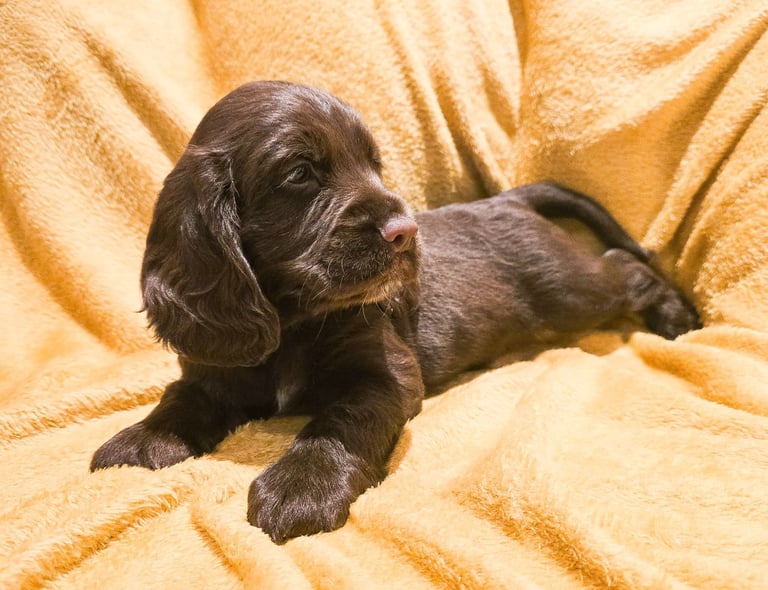Cocker Spaniel Puppies 