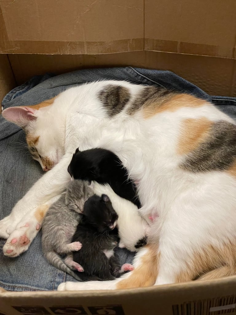 Kittens for sale