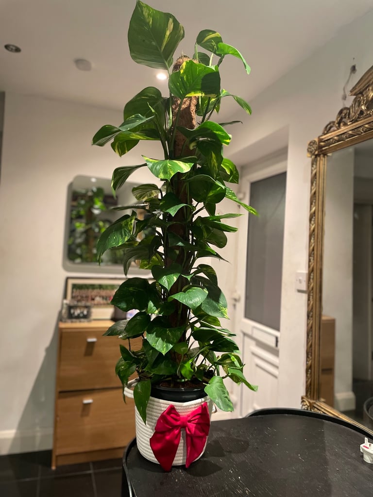 image for Extra large Devils Ivy plant (real)