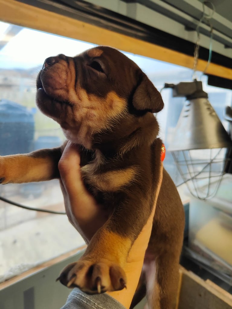 image for 💥Old English Bulldog puppies 💥
