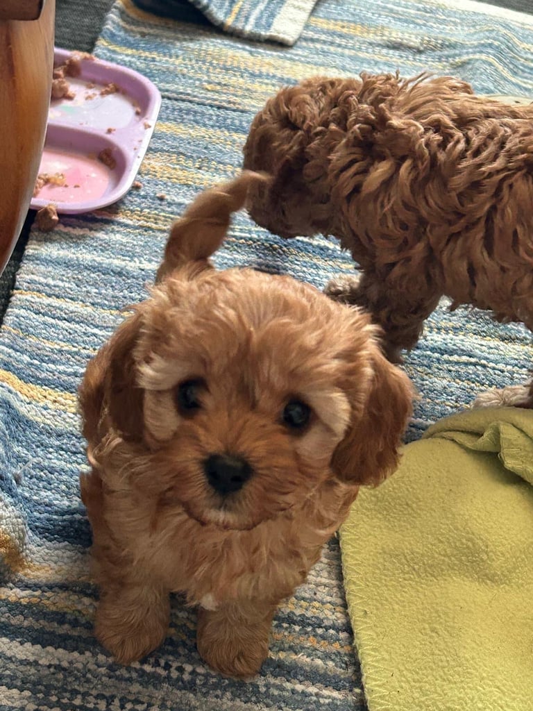 Cute Cavapoo Puppy Girl 