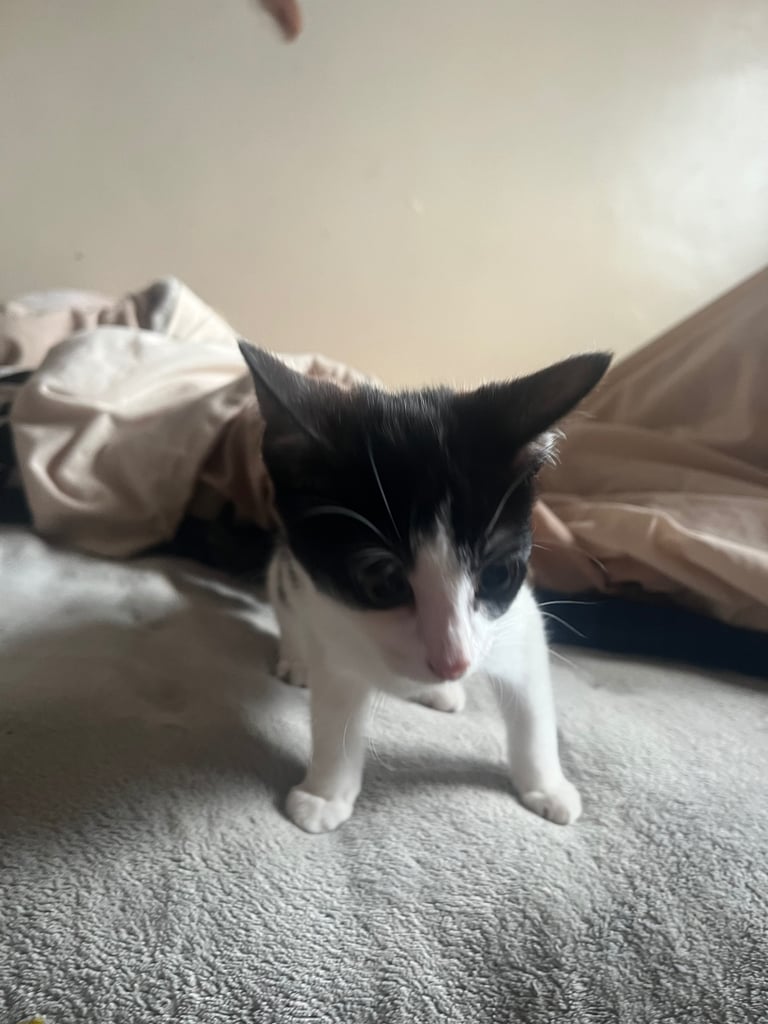 Playful Adolescent Kittens Looking for Loving Homes 🐾