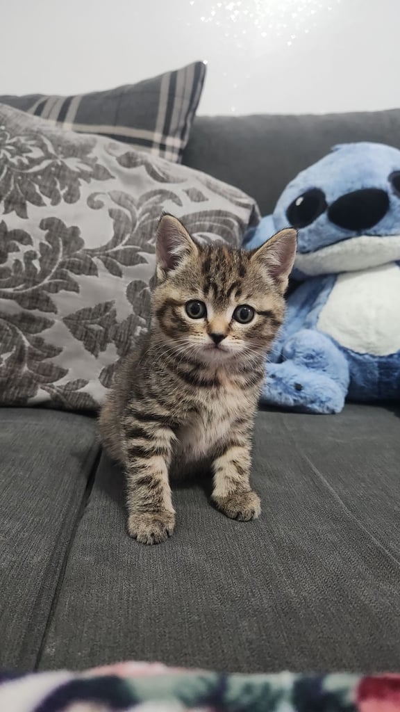 Cute chubby British shorthair kittens