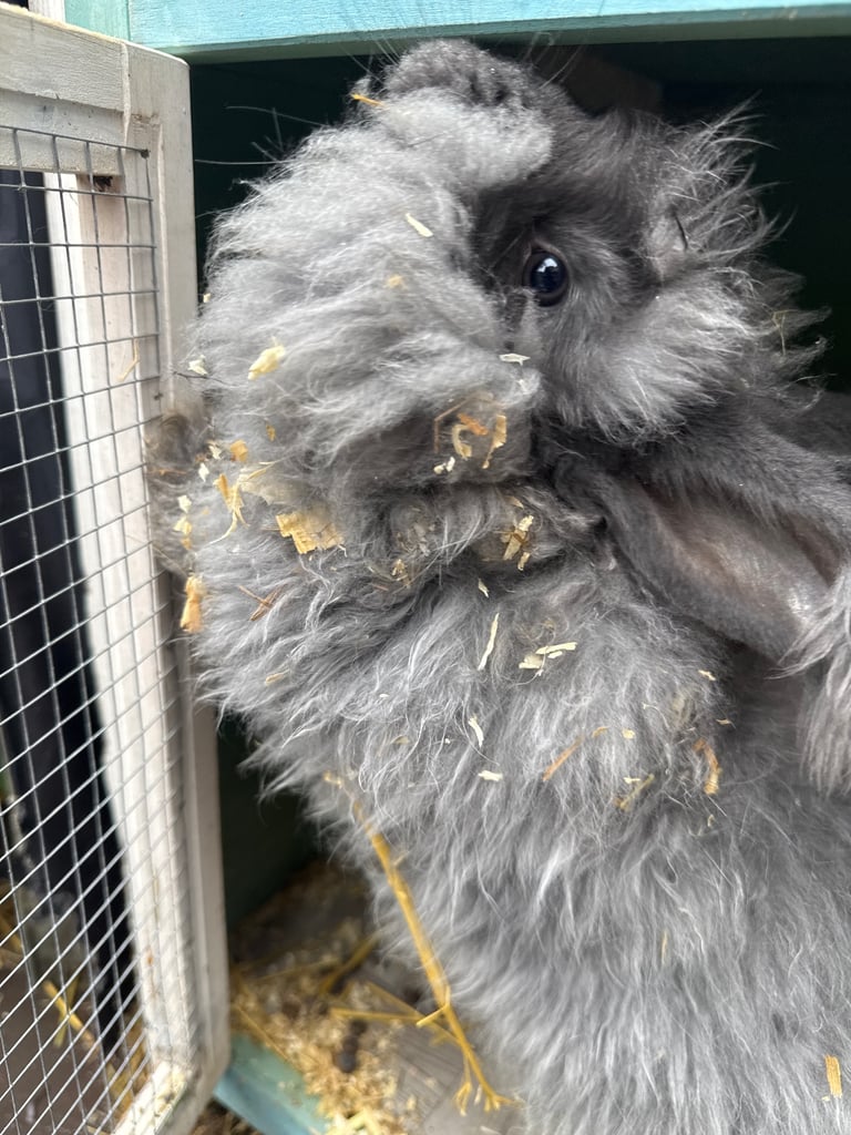 Rabbit for sale 